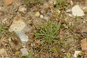 David Plant Photography - Wildlife Photography - Buckshorn plantain - A